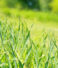 Egyptian Onion Season: When to Source Fresh Onions from Egypt