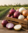 Red, Yellow or White Onions? Choosing the Right Egyptian Onion Variety