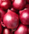 Why Source Fresh Egyptian Onions for International Markets?